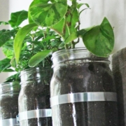 feature herb planter
