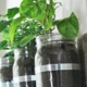 feature herb planter